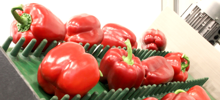 BTE transportbanden voor groenteverwerking